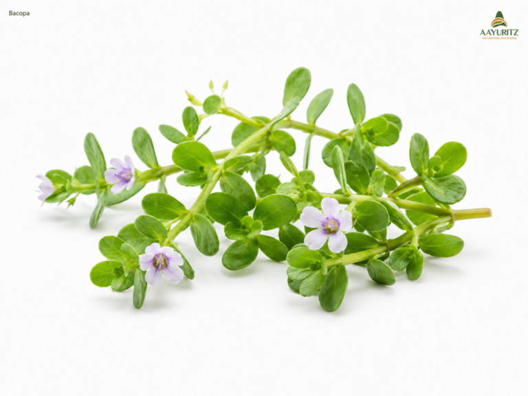 Bacopa