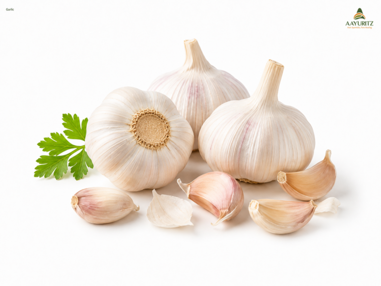 Garlic