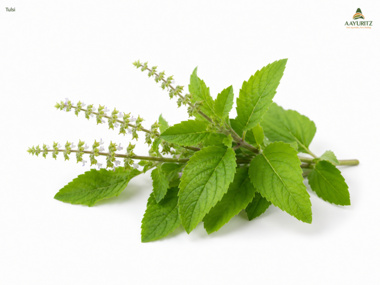 Tulsi